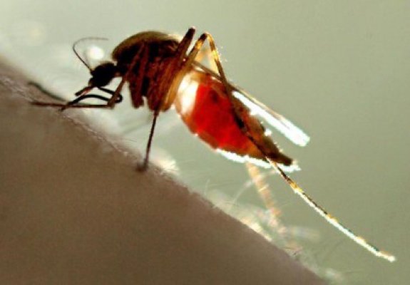 Medicii avertizează: virusul West Nile ar putea ataca din nou Constanţa